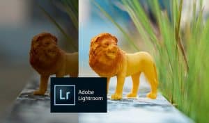 Sample photos treated with Adobe Lightroom